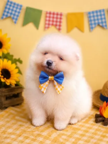 Spitz alemão 