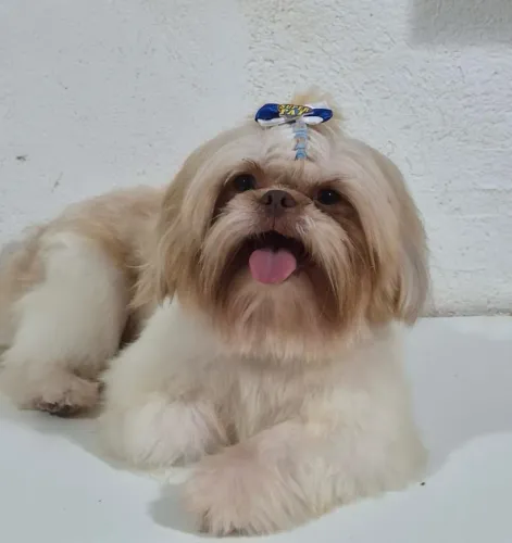 Procuro Namorada para meu shih tzu