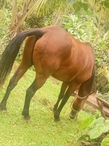 Cavalo quarto de milha 4anos castrado 
