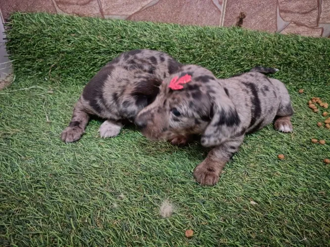 Fêmeas Teckel mini mofadinhas 