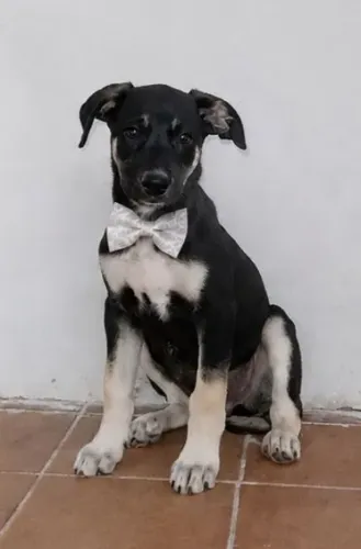 Lindo filhote para adoção 