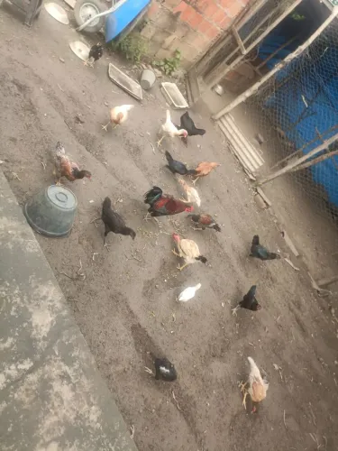 Frangos Quintal