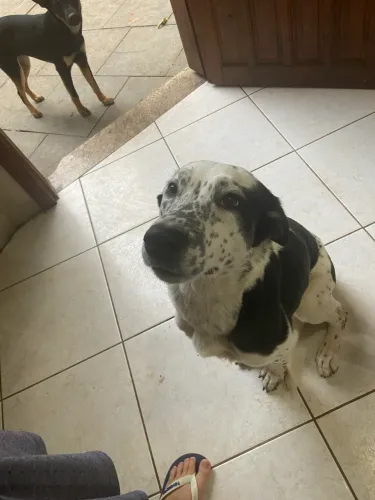 Doação cachorro macho