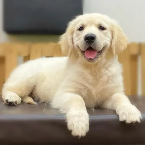 Filhotes de Golden Retriever | Companhia que traz paz.