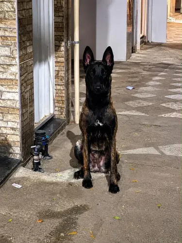 VENDE-SE FÊMEA DE PASTOR BELGA MALINOIS