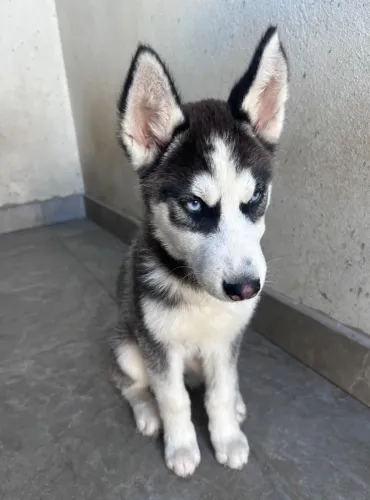 Filhotes de Husky Siberiano