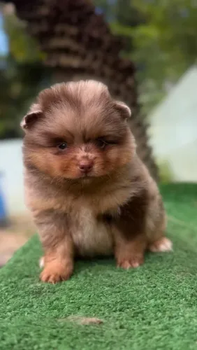 Lulu da pomerânia 
