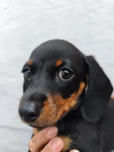 Dachshund: Um Novo Amigo para Compartilhar a Rotina