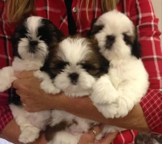 Shih tzu fofo e apegado 