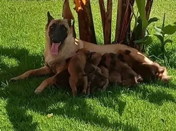 PASTOR X LABRADOR Fidelidade incondicional em um pacotinho de amor. Zap 9.975I.649I