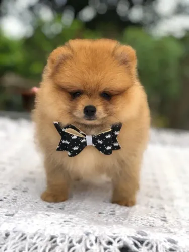  Spitz Alemão Anão- Machinho laranjinha com 57 dias, 100 % raça pura-Dani