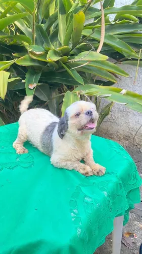 Shih tzu fêmea disponível 
