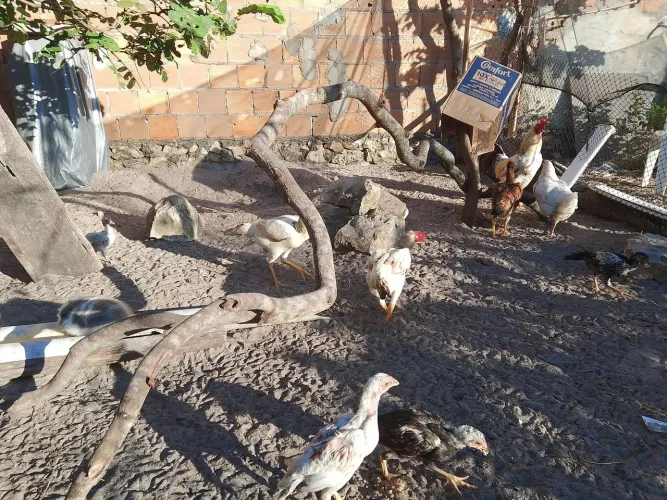 Galo galinha e frangos