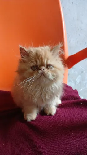 Belíssimo Gatinhos Persa red machos vacinados 