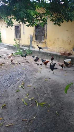 Vendo frangos , galinhas , pintinhos