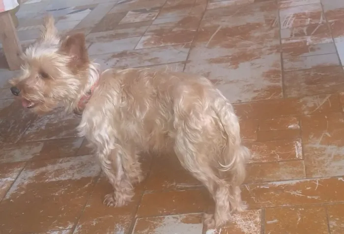 VENDO FILHOTE DE YORKSHIRE