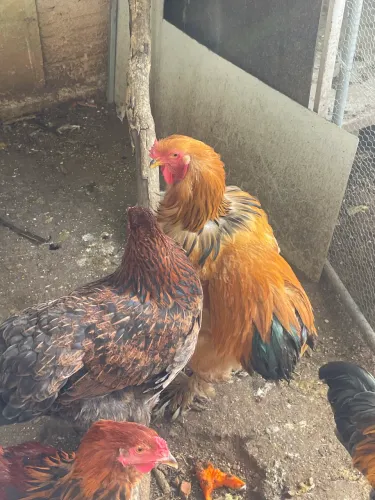 Vendo Galo raça Brahma