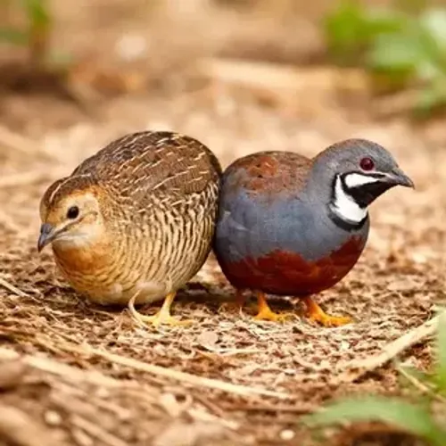 Codorna chinesa Casal