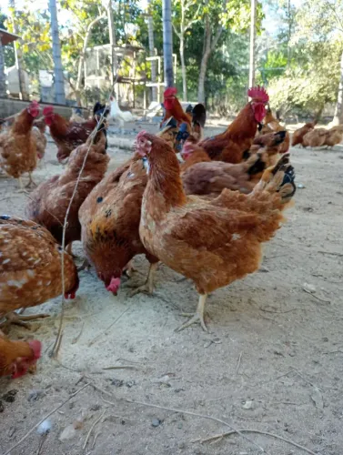 Frango caipira pesadão 15 reais o quilo