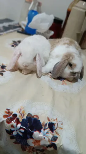 coelho mini lop
