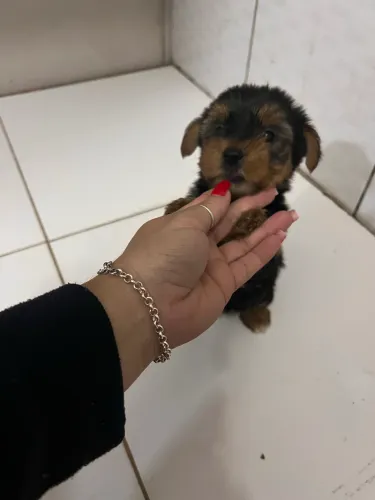 Yorkshire terrier