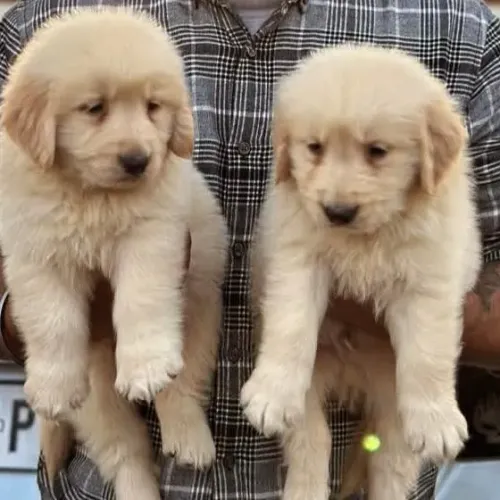 Filhotes de Golden Retriever | Uma carinha impossível de ignorar.