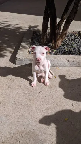 Filhote Pitbull Fêmea Branca | Vacinada e Vermifugada | Apenas R$ 500