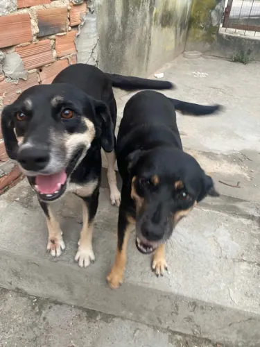 Doando vira lata castradas 