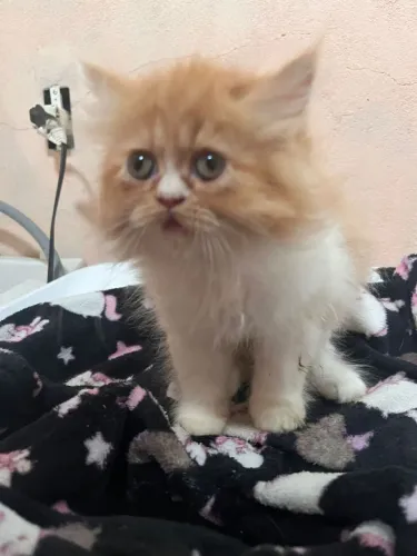 Filhotes de gato Persa