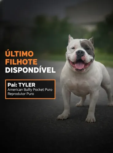 Último Filhote American Bully Disponível 