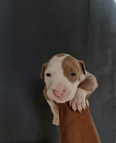 VENDE-SE AMERICAN PITBULL TERRIER