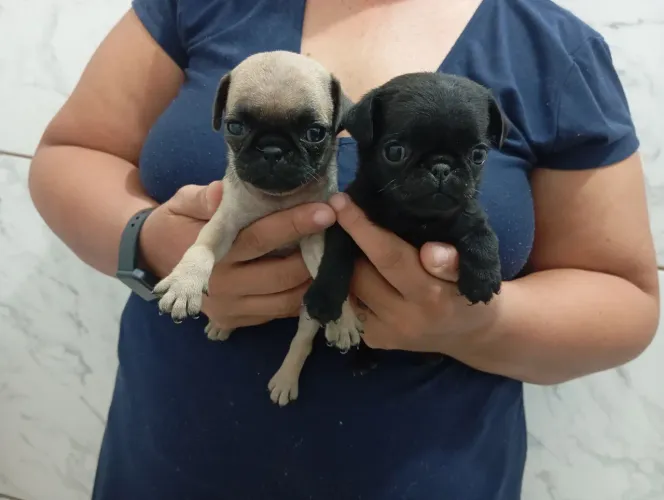 Pug preto e Pug abricot lindos e carinhosos