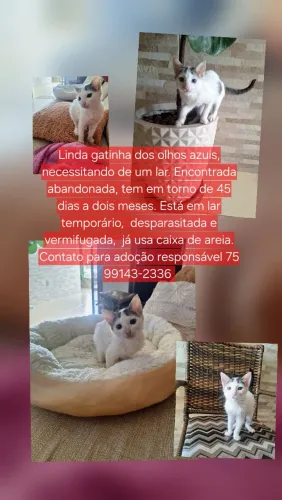Gatinha dos olhos azuis para adoção responsável 