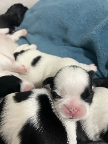 VENDO FILHOTE DE SHIH TZU FÊMEA