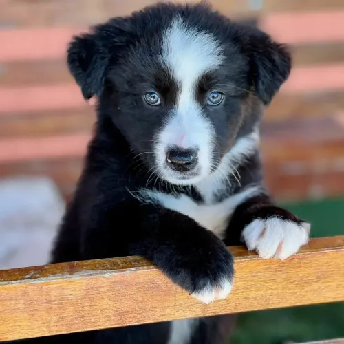 Border Collie Preto e branco - Cheio de amor para dar 