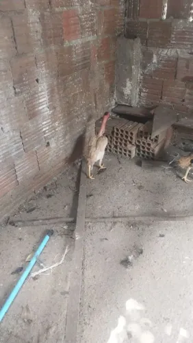 Galinha de raça