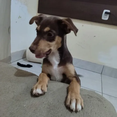 Doação Responsável