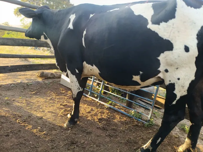 Vaca girolanda prenha