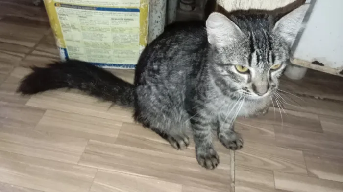 Gato para adoção