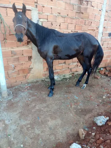 Cavalo mestiço argentino 