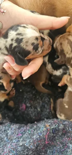 Dachshund Alerquim SALSICHA