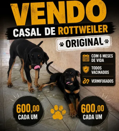 Cachorro 
