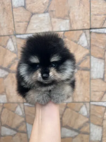 Lulu da pomerania - macho