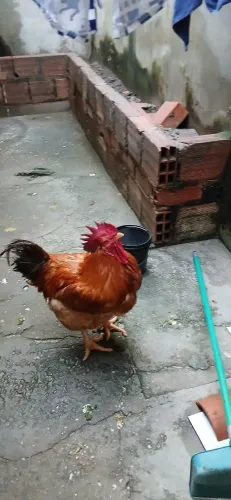 Galo caipira