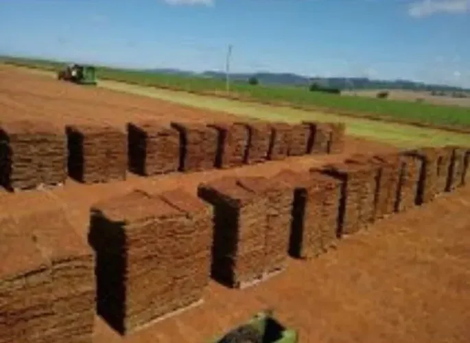 Grama esmeralda  em 12x