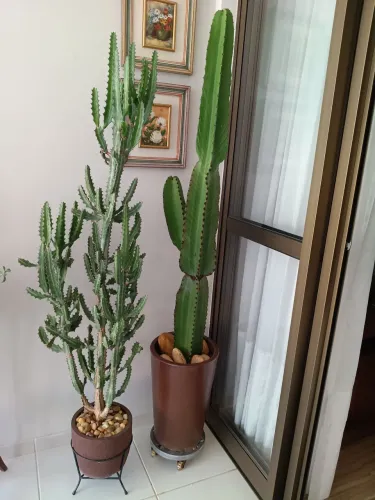 Planta 