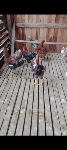 Frango GSB