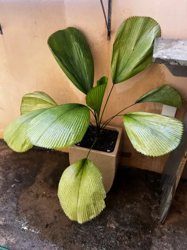 Palmeira leque licuala com vaso