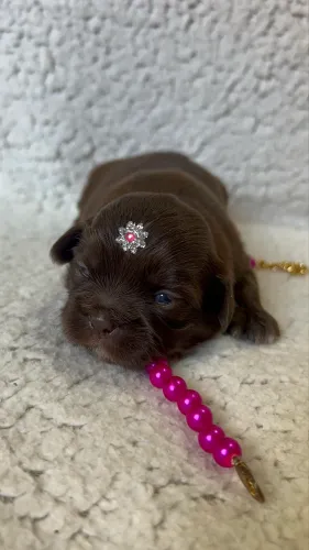 Shih Tzu Fêmeas