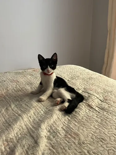 Gato Frajola Fêmea